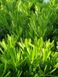 Full frame shot of fresh green leaves on field