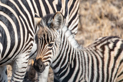 View of a baby zebra looking into camera