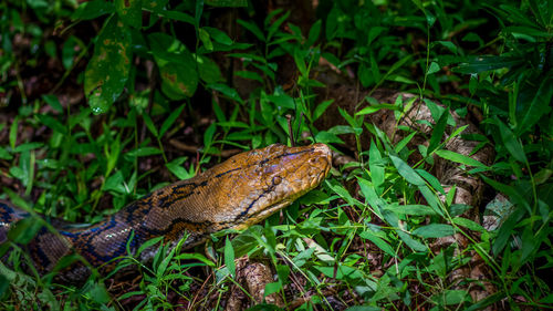 A big and ferocious python catches snakes by hand, beautiful striped boa in a fertile forest.