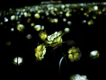 Close-up of leaves at night