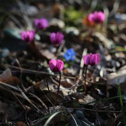 Close-up of pink crocus flowers on field