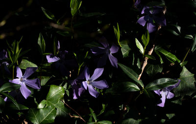 Close-up of purple flowering plants