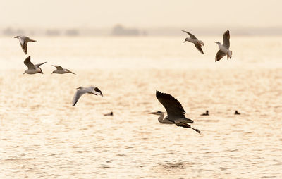 Seagulls flying over sea against clear sky