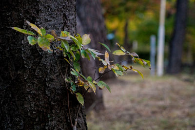 Close-up of leaves growing on tree trunk in forest