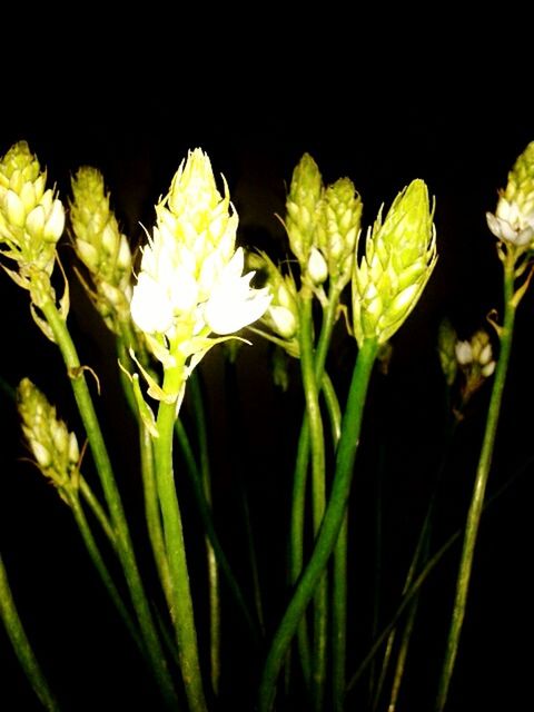 flower, freshness, fragility, growth, petal, flower head, beauty in nature, white color, close-up, plant, nature, stem, leaf, black background, studio shot, blooming, bud, blossom, in bloom, single flower