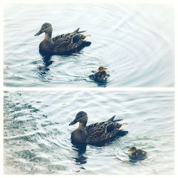 Duck swimming in lake