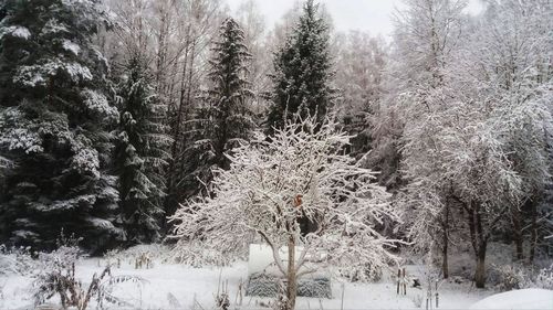 Snow covered trees in forest