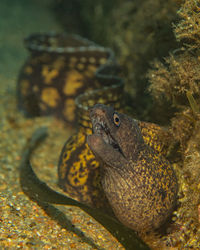 Close-up of fish swimming in sea