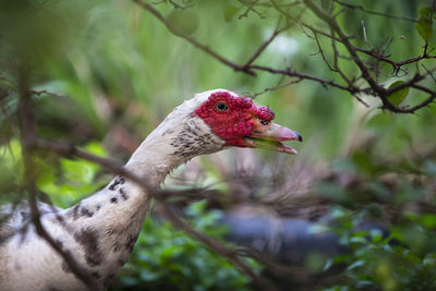 Close up of a duck