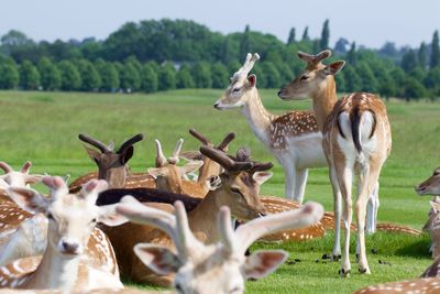 Deer at bushy park