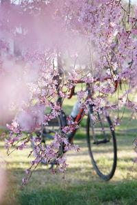 Cherry blossom tree in park