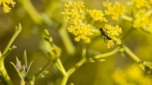 Close-up of bee pollinating on yellow flower