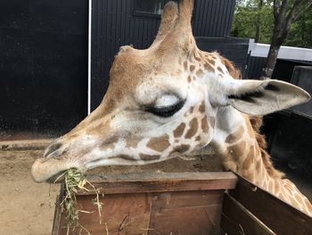 Close-up of a horse in zoo