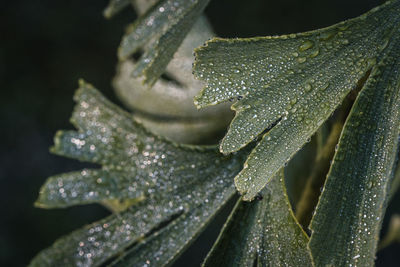 Close-up of plant