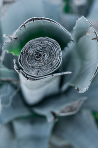 Close-up of spiral flower