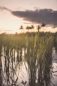 Close-up of stalks in field against sunset sky