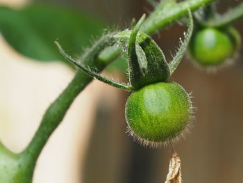 Close-up of green tomato on plant