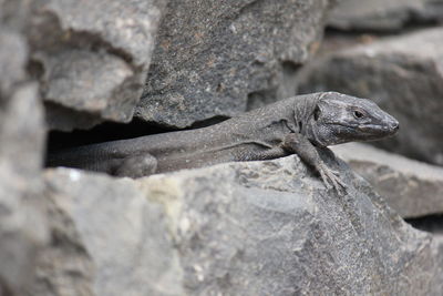 Close-up of lizard