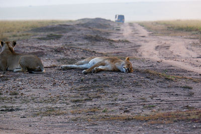 Lioness sleeps by a dirt path in the maasai mara