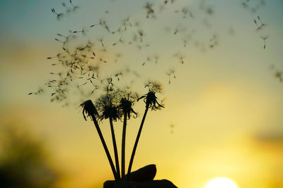 Close-up of silhouette plant against sky during sunset