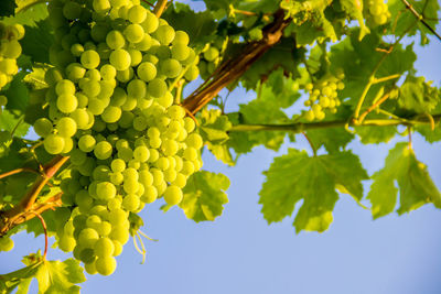 Close-up of green leaves