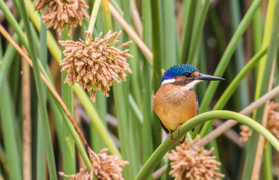 Close-up of bird perching on flower