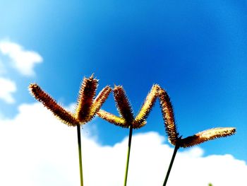 Low angle view of flowering plant against blue sky