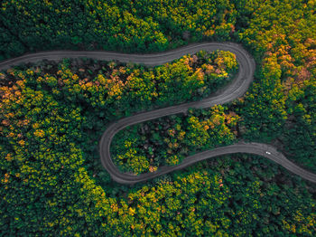 High angle view of road amidst trees