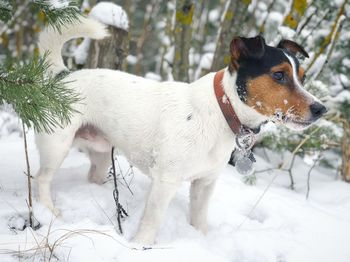 Close-up of dog during winter