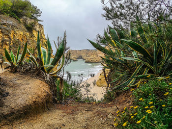 Plants by sea against sky