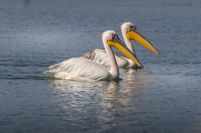 Duck swimming in lake