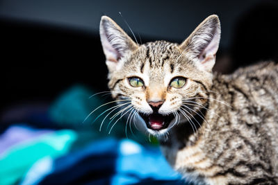 Close-up portrait of a cat