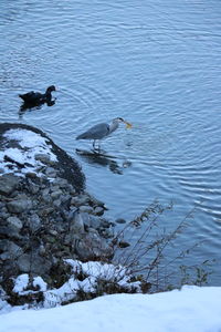 High angle view of birds in lake during winter