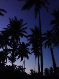 Low angle view of palm trees against sky