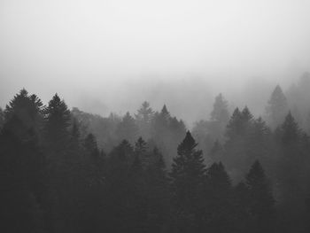 Trees in forest against sky during winter