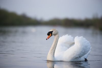 Bird flying over lake