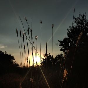 Silhouette trees on field against sky at sunset