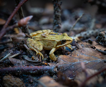Close-up of frog in a forest