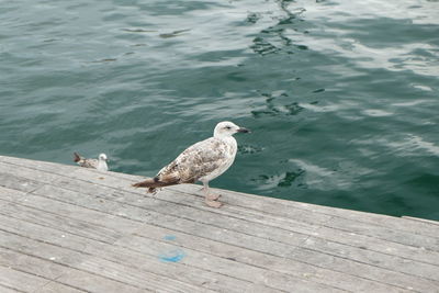 High angle view of seagull perching on pier