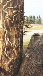 Close-up of tree trunk