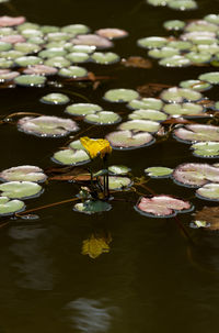 Close-up of lotus water lily in lake