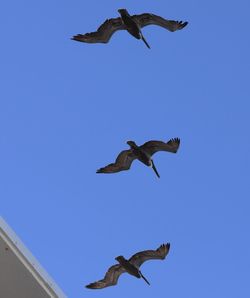 Low angle view of seagulls flying against clear blue sky