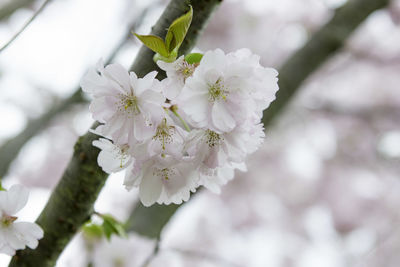 Close-up of cherry blossoms