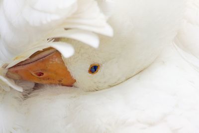 Full frame shot of white goose