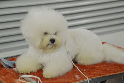 Close-up of white dog lying down