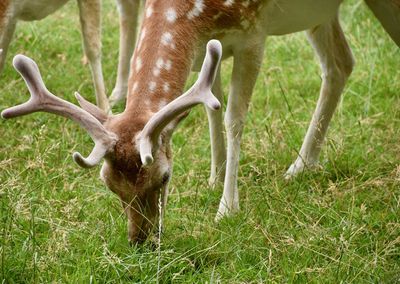 Deer in a field