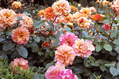 Close-up of pink flowers blooming in park