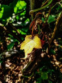 Close-up of leaf on tree trunk in forest