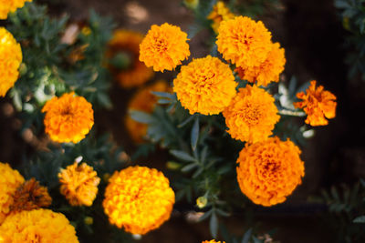 Close-up of marigold blooming outdoors