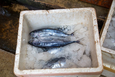 High angle view of fish in container